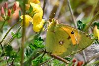 Colias crocea