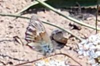 Coenonympha pamphilus