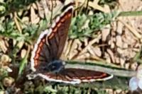 Aricia agestis