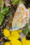 Polyommatus icarus