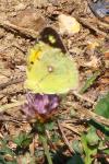 Colias crocea