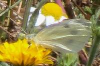 Pieris rapae