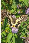 Papilio machaon
