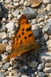 Polygonia c-album