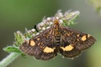 Pyrausta aurata