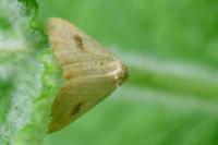 Rivula sericealis