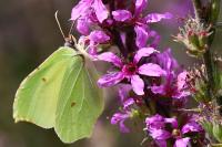 Gonepteryx rhamni