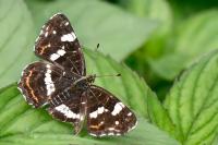 Araschnia levana