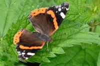 Vanessa atalanta