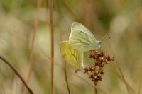 Pieris napi