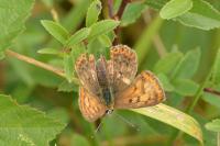 Lycaena tityrus