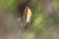 Pyronia tithonus