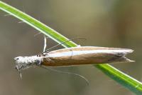 Pleurota aristella