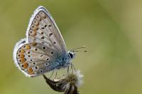 Polyommatus icarus
