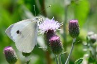 Pieris brassicae
