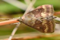 Ostrinia nubilalis