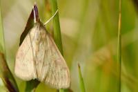 Ostrinia nubilalis