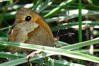 Maniola jurtina