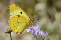 Colias alfacariensis