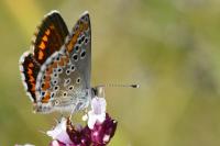 Aricia agestis