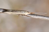 Coleophora