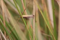 Oncocera semirubella