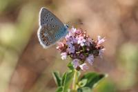 Polyommatus icarus