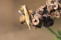 Pediasia luteella