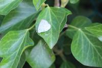 Celastrina argiolus