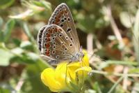 Polyommatus icarus