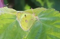 Colias alfacariensis