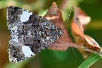Tyta luctuosa