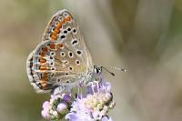 Polyommatus icarus