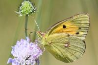Colias crocea