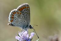 Aricia agestis