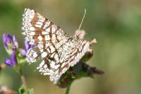 Chiasmia clathrata