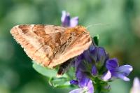 Euclidia glyphica