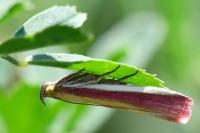 Oncocera semirubella