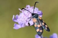 Zygaena transalpina