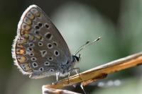 Polyommatus icarus