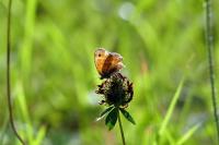 Coenonympha pamphilus