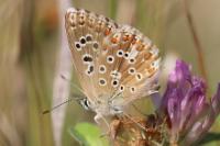 Lysandra bellargus