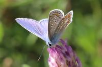 Polyommatus icarus