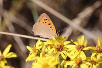 Lycaena phlaeas