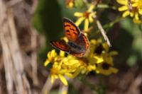 Lycaena phlaeas