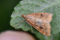 Udea ferrugalis
