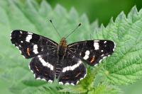 Araschnia levana
