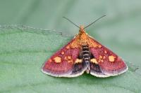 Pyrausta aurata
