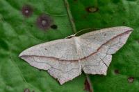 Timandra comae