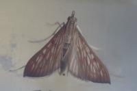 Antigastra catalaunalis